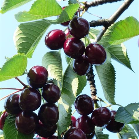 Merisier commun (Prunus avium) | Vente Arbuste ...