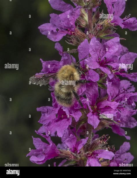 Worker Common Carder Bumblebee Bombus Pascuorum Feeding On Purple