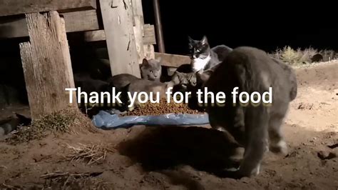 Feral Cat Feeding Youtube