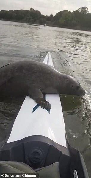 Oar Some Encounter Friendly Seal Tries To Hitch A Ride On A Rowers