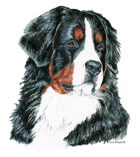 Royalty Free How To Draw A Bernese Mountain Dog Step By
