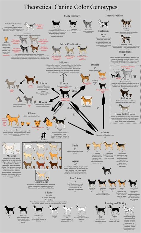 French bulldog lovers will be the first to agree that all frenchies are adorable regardless of what color they may be. Allele Guide - Canine Color by Xenothere on deviantART ...
