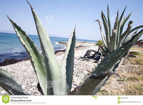 Aloe Vera Plant At The Beach Stock Image Image Of Growth Herb 90736139
