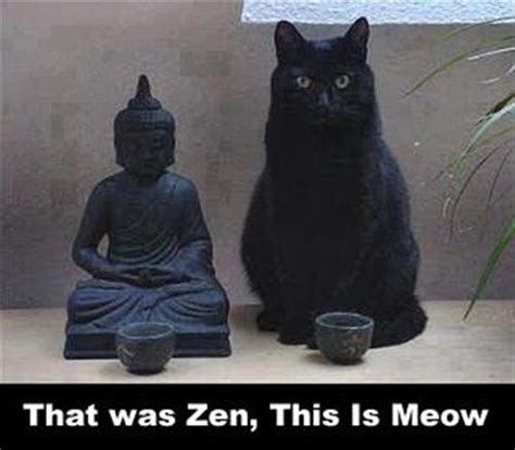 Irti Funny Picture 4358 Tags That Was Zen Cat Meow