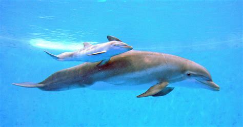 Brookfield Zoo Celebrating Birth Of Bottlenose Dolphin Calf Cbs Chicago