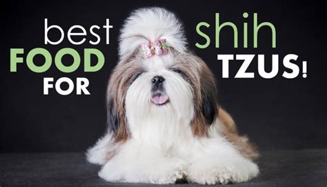 She will be ready on fathers day (20th june ) she comes with 1st injection, mircochipped ,flead and wormed and a puppy pack includes 12 days supply of food ,30 puppy. Best Dog Food for Shih Tzus: How to Pick the Good Shih ...