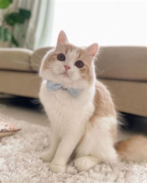20 Cutest Cat Breeds Youll Fall In Love With Catspurfection