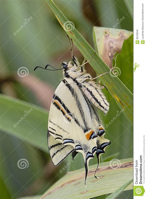 Mariposa Y Hojas Del Swallowtail Del Tigre Foto De Archivo Imagen De