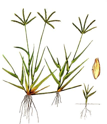 Rumput grinting cynodon dactylon adalah jenis rumput yang memiliki kemampuan agak berlebihan dalam hal bertahan hidup dibandingkan rumput. RUMPUT GRINTING (Cynodon Dactylon), BERTAHAN DAN MENYEBAR DENGAN LUAR BIASA ~ Anton Sutrisno