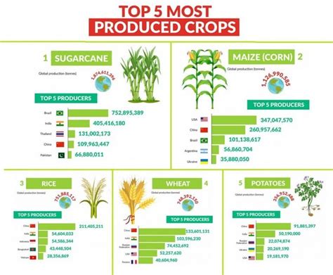 What Is The Most Popular Crop In Your Country Polytunnel Gardening