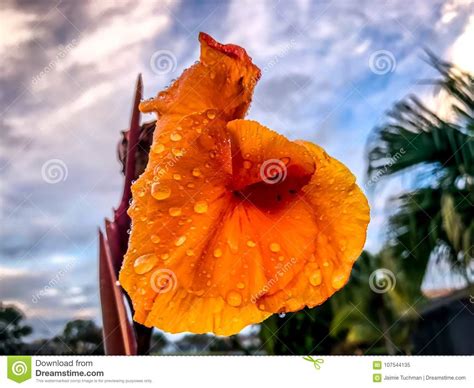 Raindrop On Tropical Orange Flower Stock Image Image Of Garden