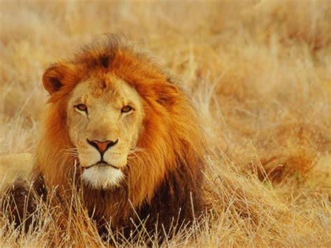 Lions enjoy relaxing and lazing around. Lions | Wild Life Animal
