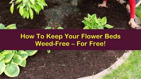 How To Keep Your Flower Beds Weed Free For Free