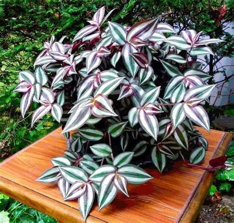 Check spelling or type a new query. Easy flowers to grow indoors - a useful guide for indoor ...
