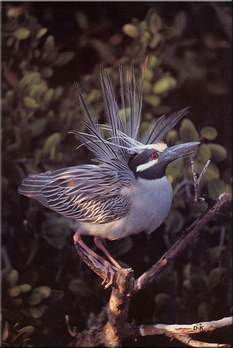 Birds Of North America Yellow Crowned Night Heron Nyctanassa