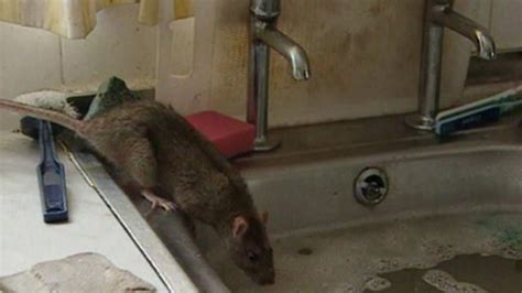 Poison Resistant Rats Discovered In East Yorkshire Bbc News