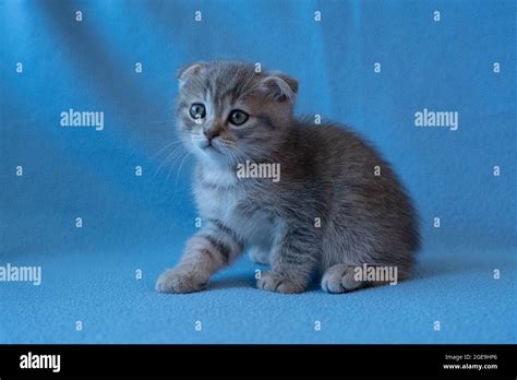 Curious Striped Scottish Fold Kitten Stock Photo Alamy