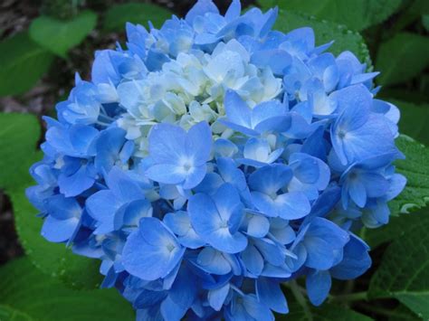 12 Jenis Bunga Biru Bermakna Harapan Cocok Hiasi Halamanmu