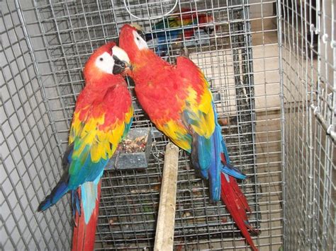 Opaline Macaws For Sale Exotic Parrot Breeders Parrots For Sale