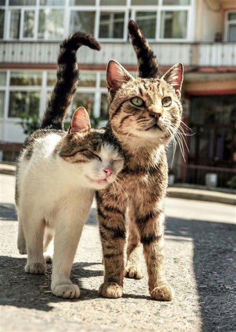 Two Cats Standing Next To Each Other On The Street