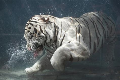 White Tiger Underwater Sneez By Buck Forester