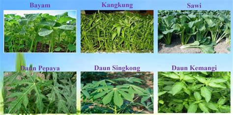 Daftar Tumbuhan Herbal Yang Bisa Tanam Disekitar Rumah Hasilbumi Net