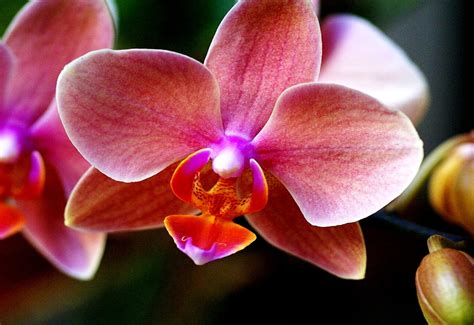 30 Phalaenopsis Equestris Wallpapers Hd 🔥 Download Free Backgrounds