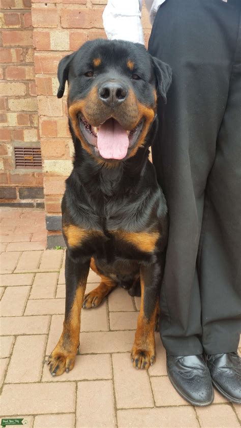 Kc Registered German Rottweiler For Stud Stud Dog In West Midlands