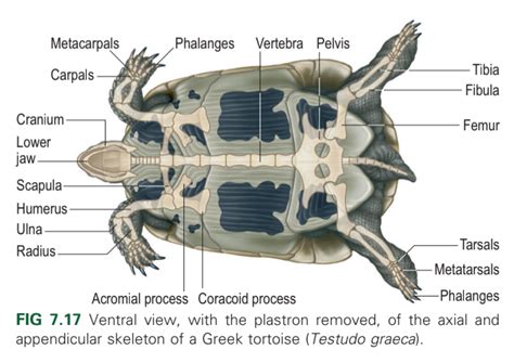 Turtle Anatomy Skeleton