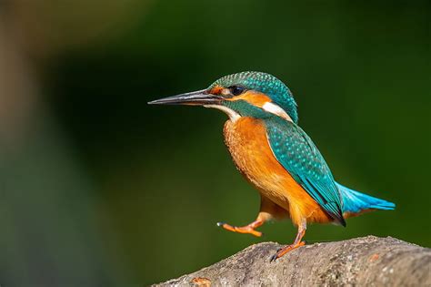 Birds Kingfisher Bird Wildlife Hd Wallpaper Peakpx