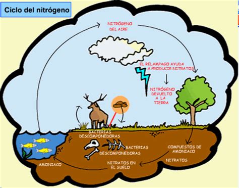 Biología Ambiental Link 5 Ciclos Biogeoquímicos