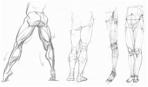 Character Anatomy Legs