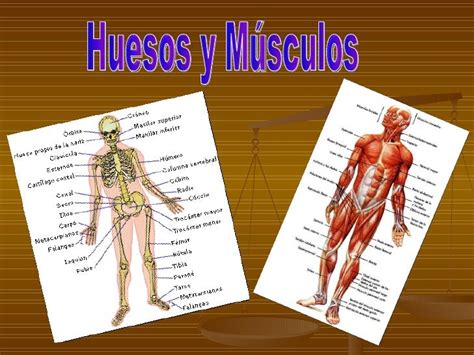 Los Musculos Y Los Huesos Del Cuerpo Humano Dinami Images