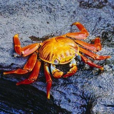 10 Facts About Crustaceans Fact File