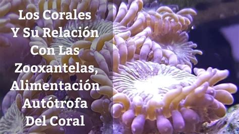 🔵 Los Corales Y Su Realcion Con Las Zooxantelasalimentación En Corales