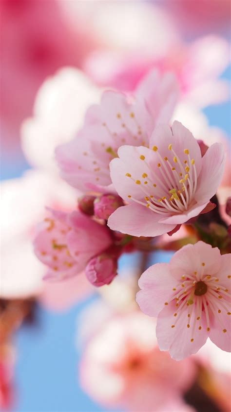 Download Wallpaper 720x1280 Cherry Flowers Blossom Spring Close Up