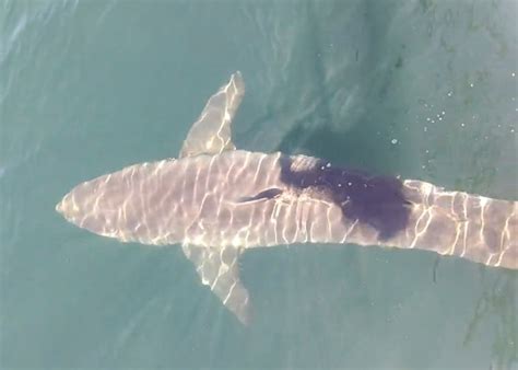 Huge Great White Shark Spotted In Cape Cod Bay Video The Real Cape