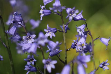 How To Grow And Care For Bluebells Grenebo Spread The Joys Of