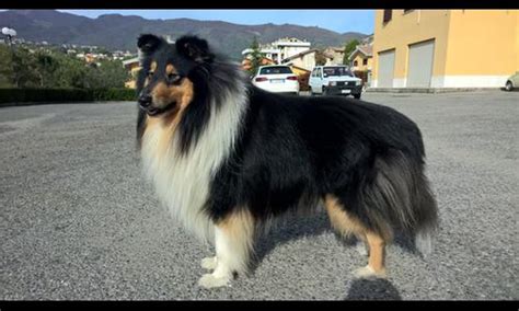 Le poil épouse le contour du chien et est très dense ; Quizypedia : Chiens de berger (1) : Trouver la race à ...