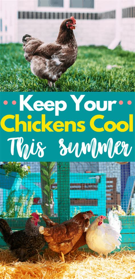 12 Useful Tips To Keep Chickens Cool In The Summer Homesteading Where