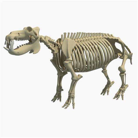 Hippopotamus Skeleton 3d Model By 3d Horse