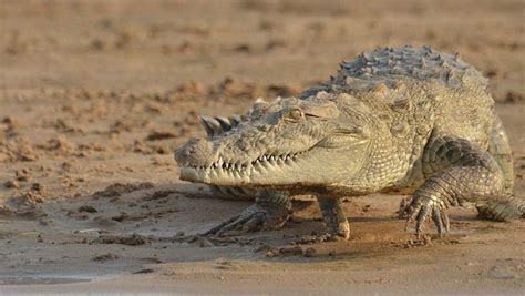 Are Crocodiles And Wolves Sympatric In The Wild Quora