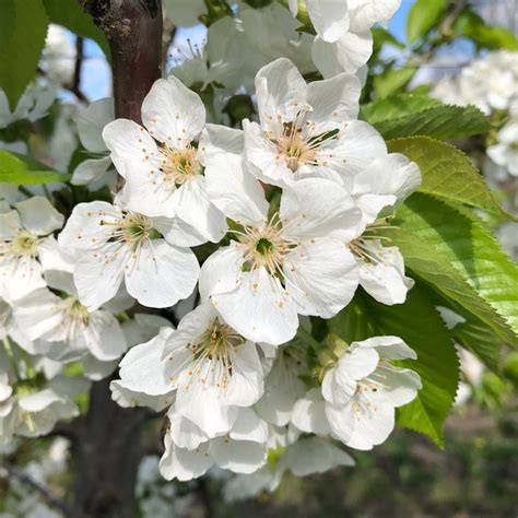 Cherry Bud Stages New England Tree Fruit Management Guide
