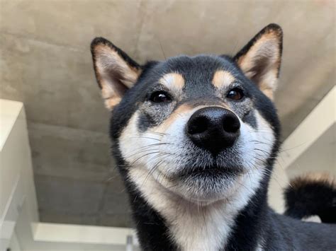 88 Black Fluffy Shiba Inu L2sanpiero