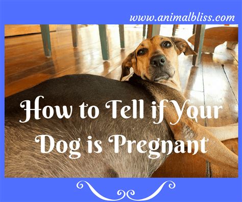 Can You Rub A Pregnant Dogs Belly Pregnantbelly