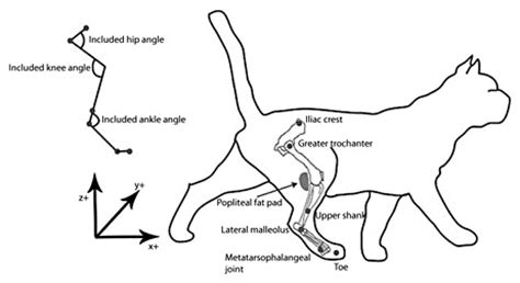 2006 kia optima belt diagram. Anatomy of cat hindlimb and kinematic marker placement ...