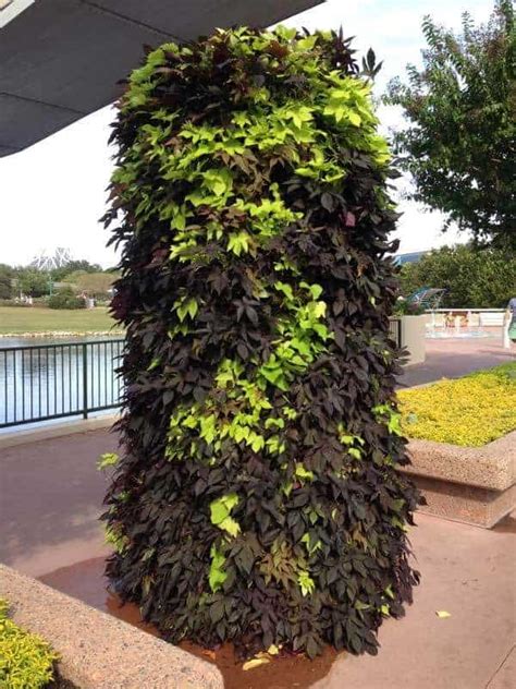 Ornamental sweet potato vine care guide for beginners (sweet caroline). Ornamental Sweet Potato Vine Care: How To Grow Potato Vine ...