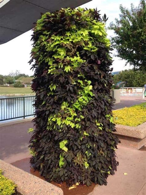 If you're already surprised to learn that purple sweet potato exists, let's complicate things even further okinawan sweet potatoes were soon cultivated throughout the country, and eventually made their way to hawaii. How To Care For Ornamental Sweet Potato Vine