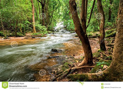 Tropical Rainforest Landscape With Flowing River Thailand