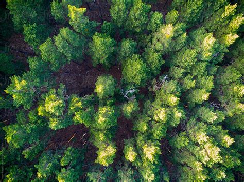 Aerial Texture Of Pine Forest Del Colaborador De Stocksy Javier